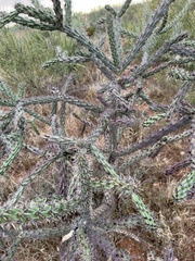 Cylindropuntia thurberi versicolor