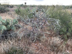 Cylindropuntia thurberi versicolor