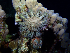 Acanthaster planci