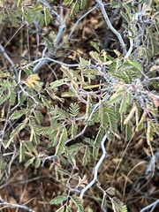Calliandra eriophylla