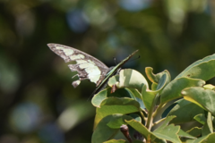 Graphium cloanthus