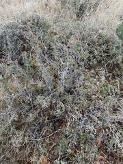 Calliandra eriophylla