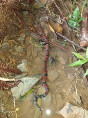 Micrurus dumerilii carinicauda