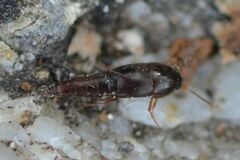 Sepedophilus