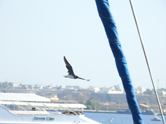 Ichthyaetus leucophthalmus