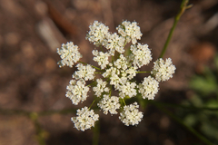 Pimpinella