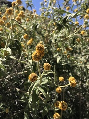 Buddleja globosa