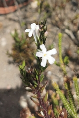 Chascanum