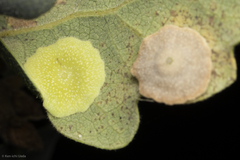 Andricus pattersonae