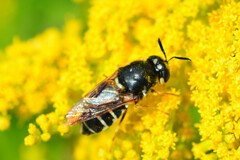 Stratiomys badia