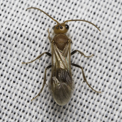 Sphaeropthalma unicolor