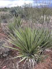 Yucca baccata brevifolia