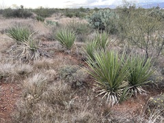 Yucca baccata brevifolia