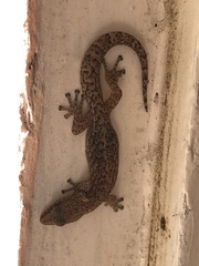 Afrogecko porphyreus