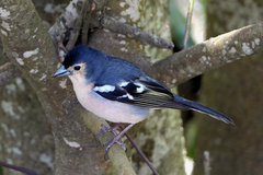 Fringilla coelebs canariensis
