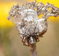 Oxyopes