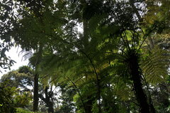 Cyatheaceae