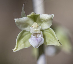 Epipactis purpurata