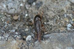 Sepedophilus