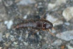 Sepedophilus