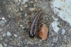 Sepedophilus