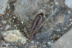 Sepedophilus