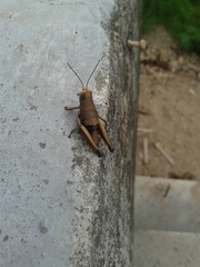Orthoptera