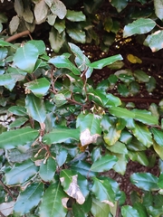 Elaeagnus reflexa