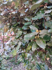 Elaeagnus reflexa