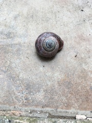 Otala punctata