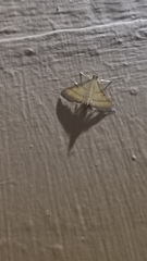 Cnaphalocrocis medinalis