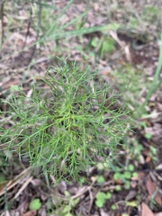 Eupatorium leptophyllum