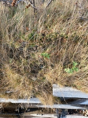 Rhododendron groenlandicum