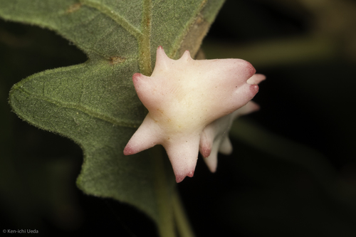 Spined Turban Gall Wasp photo 4