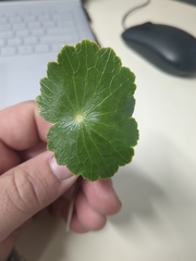 Hydrocotyle bonariensis