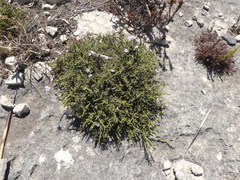 Jamesbrittenia calciphila