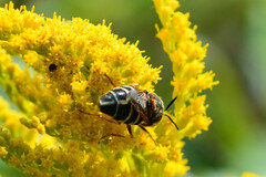 Stratiomys badia