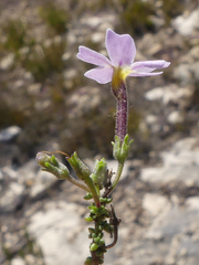 Jamesbrittenia calciphila