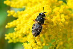 Stratiomys badia