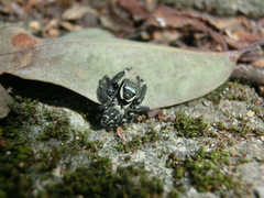 Carrhotus sannio