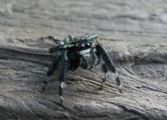 Carrhotus sannio
