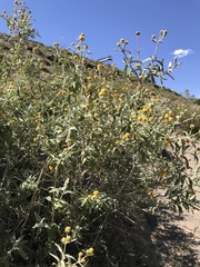 Buddleja globosa