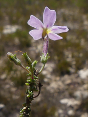 Jamesbrittenia calciphila