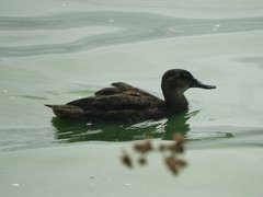 Heteronetta atricapilla