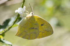 Phoebis neocypris