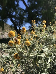 Buddleja globosa