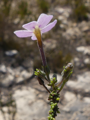 Jamesbrittenia calciphila