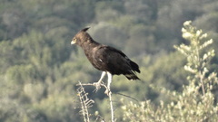 Lophaetus occipitalis