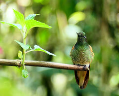 Boissonneaua flavescens