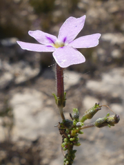 Jamesbrittenia calciphila